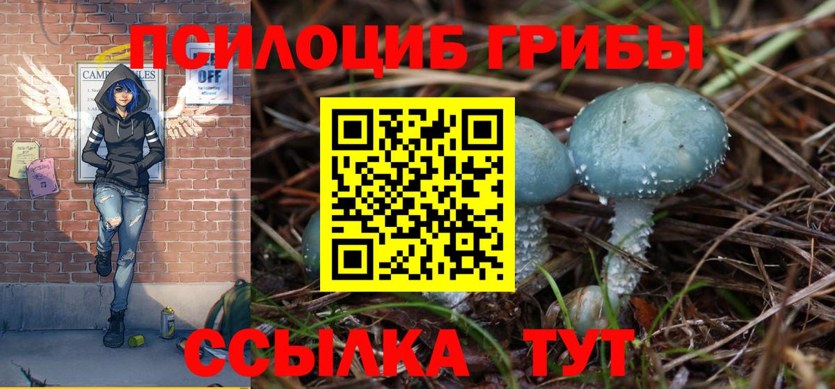 Псилоцибиновые грибы Psilocybe Псков